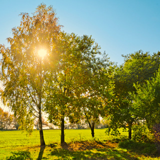 Gedenkbaum-Gruppe von Uwe und Sabine E. für Christiane Ittner-Hofmann 