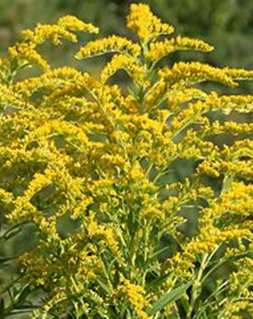 Profilbild Horst Maslowski